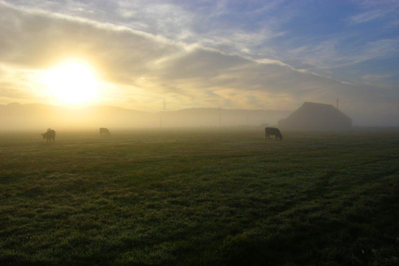 Cows at Sunrise